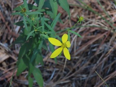 Coreopsis major