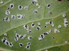 Aleuroplatus coronata