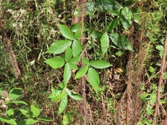 Rubus argutus