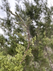 Choristoneura houstonana