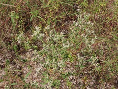 Sericocarpus tortifolius