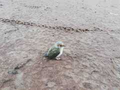 Cyclarhis gujanensis