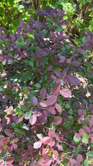 Loropetalum chinense