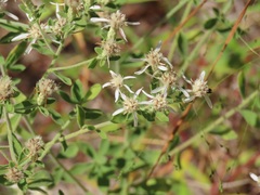 Sericocarpus tortifolius