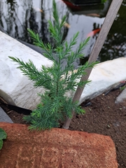 Juniperus virginiana
