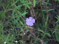 Agalinis setacea