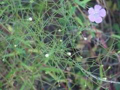 Agalinis setacea