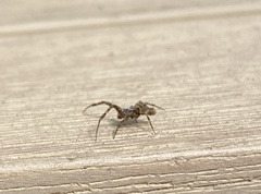 Philoponella congregabilis