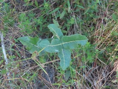 Asclepias amplexicaulis