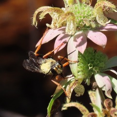 Sphex flavovestitus