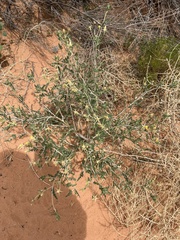 Mentzelia laevicaulis