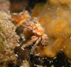 Schizophrys rufescens