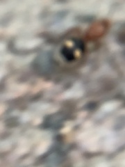 Dasymutilla quadriguttata