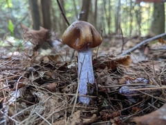 Cortinarius collinitus