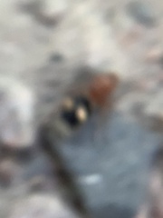 Dasymutilla quadriguttata