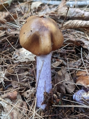 Cortinarius collinitus