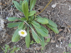Bellis perennis