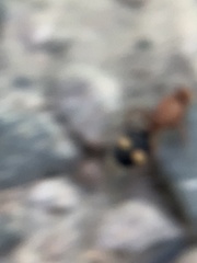 Dasymutilla quadriguttata