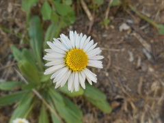 Bellis perennis
