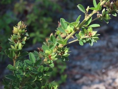 Lespedeza stuevei