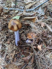 Cortinarius collinitus