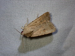 Caradrina montana