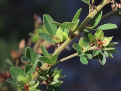 Lespedeza stuevei