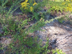 Lespedeza stuevei