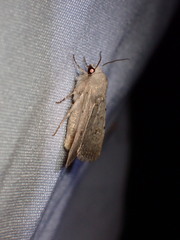 Caradrina montana
