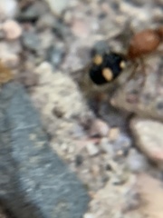 Dasymutilla quadriguttata