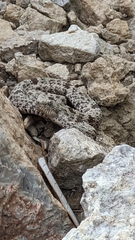 Crotalus lepidus klauberi