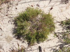 Dichanthelium aciculare
