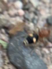 Dasymutilla quadriguttata