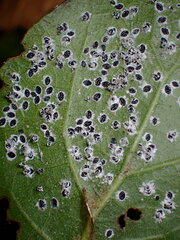 Aleuroplatus coronata