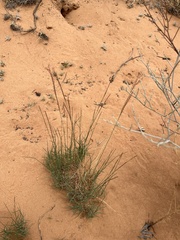 Muhlenbergia pungens
