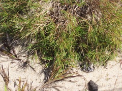 Dichanthelium aciculare