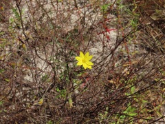 Croptilon divaricatum