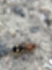 Dasymutilla quadriguttata