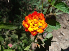 Lantana horrida