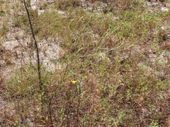 Croptilon divaricatum