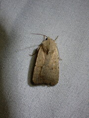 Caradrina montana