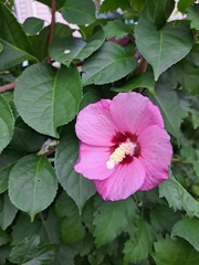 Hibiscus syriacus