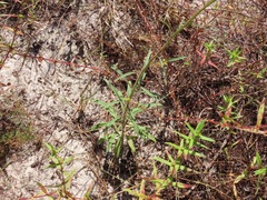 Croptilon divaricatum