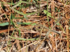 Dactyloctenium aegyptium