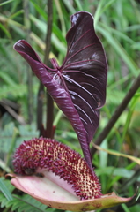 Anthurium formosum image