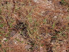 Dactyloctenium aegyptium