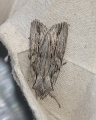 Lithophane leautieri