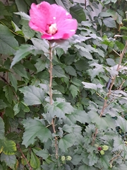 Hibiscus syriacus