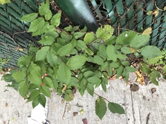 Ulmaceae