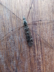 Tipula confusa